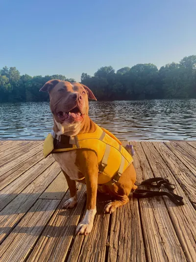 Penny the pitbull wearing a life jacket